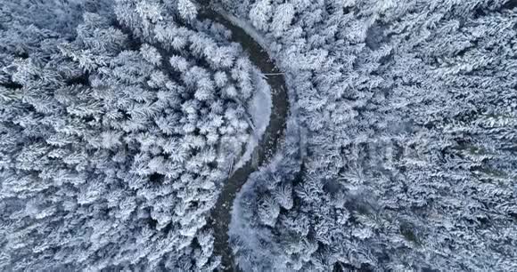 冬季穿越松林的乡村道路视频的预览图