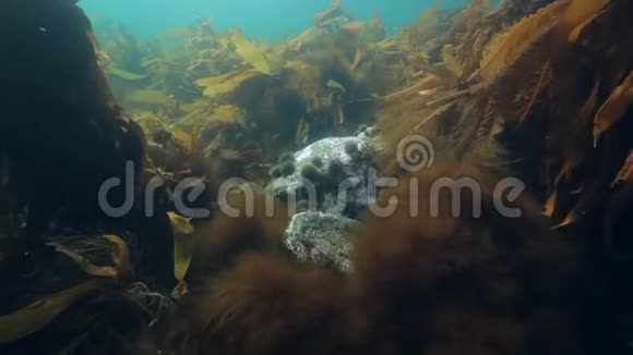 俄罗斯巴伦支海海底刺猬视频的预览图
