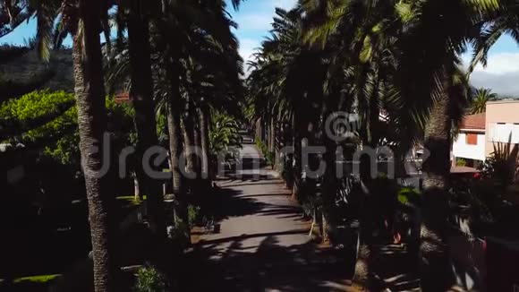沿着棕榈树林飞行加那利群岛特内里费圣克里斯托巴尔德拉拉古纳镇景观视频的预览图