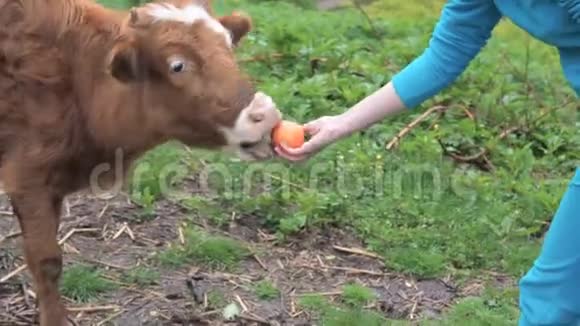 女孩给小牛一个苹果从她的手和戳他的头与人类交流的小牛视频的预览图