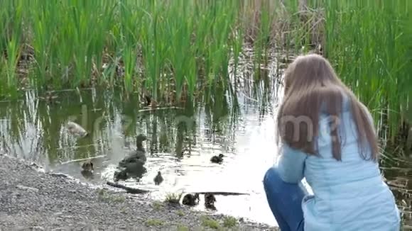 摄影女孩正在拍摄一只野鸭和一只小鸭子的照片上面有一架专业的照相机视频的预览图