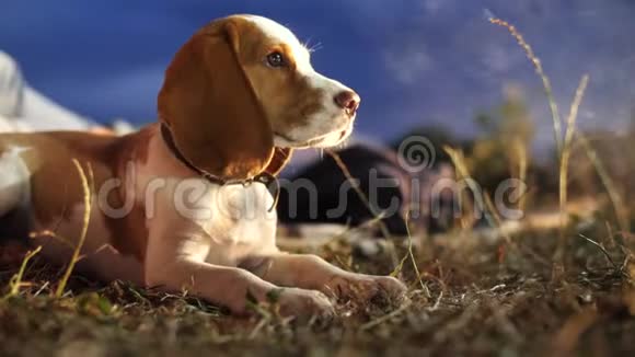小猎犬躺在草地上视频的预览图
