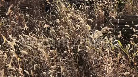 干枯的杂草丛生的大蓬草随风而去视频的预览图