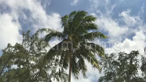 椰树美丽的蓝天视频的预览图