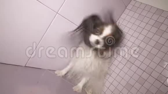 帕皮龙狗在浴室里洗澡后被吹干了视频的预览图