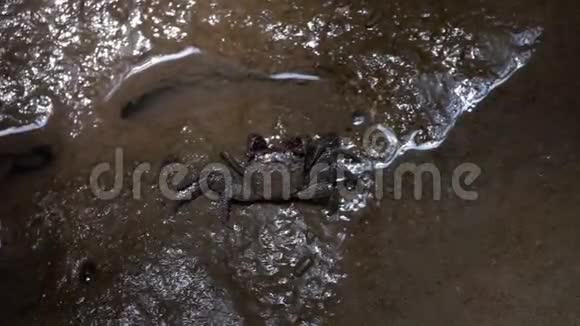 泥湿地小螃蟹爬行视频的预览图