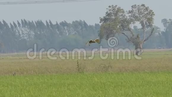 鹰在空中飞过田野视频的预览图