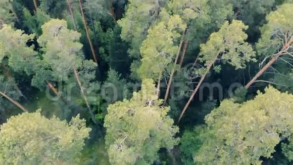 有高大树木的绿色森林的俯视图视频的预览图