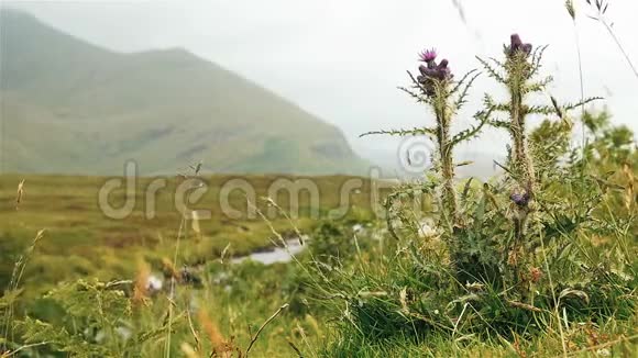 苏格兰花高地苏格兰蓟视频的预览图