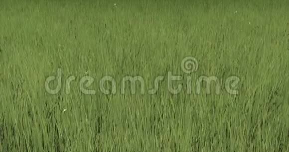 风中的草自然的风景蒲公英漂浮在半空中视频的预览图