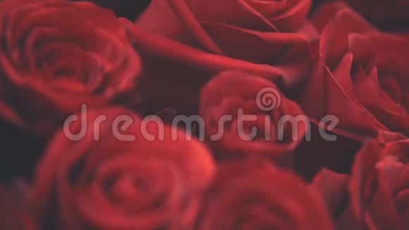 模糊的视频美丽的花束大红色玫瑰在白色背景视频的预览图