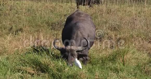 非洲野牛切角成年与牛鹭布布沟肯尼亚内罗毕公园实时视频的预览图