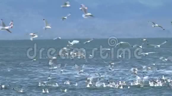 基迪瓦在水上疯狂视频的预览图