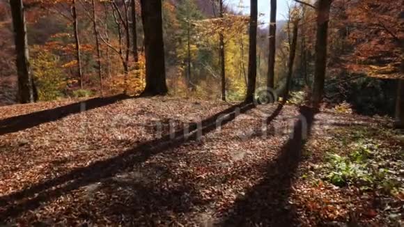秋天森林破碎的镜头视频的预览图