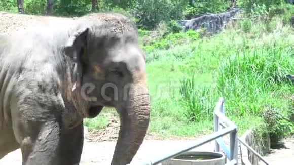 泰国动物园里的亚洲大象视频的预览图