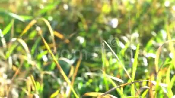 秋天的心情绿黄相间的草地在阳光的照耀下生长新鲜空气的晕眩背景视频的预览图