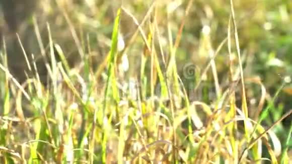 秋天的心情绿黄相间的草地在阳光的照耀下生长新鲜空气的晕眩背景视频的预览图