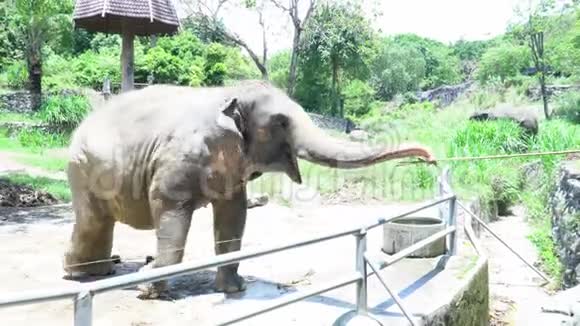 泰国动物园里的亚洲大象视频的预览图