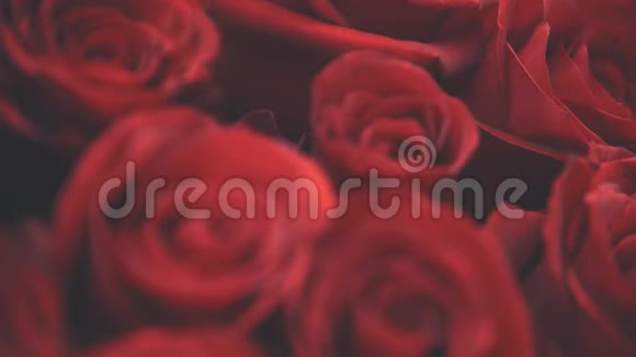 模糊的视频美丽的大红色玫瑰花束视频的预览图