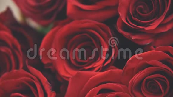 模糊的视频花束大嫩的红玫瑰摄像机在向上移动视频的预览图