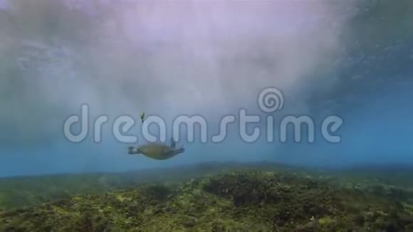 海龟在美丽的太阳中游泳海浪和蓝色的阳光海面视频的预览图