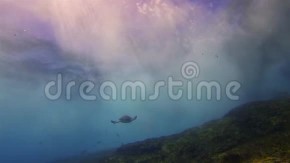 海龟在美丽的戏剧性太阳海岸游泳波浪和蓝色阳光海面视频的预览图