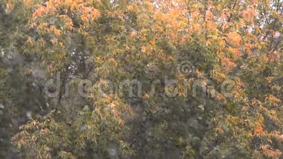 秋天降雪的慢镜头拍摄在褪色的树木背景上几乎没有干叶视频的预览图