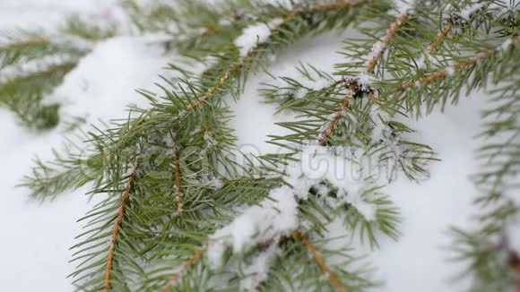 雪在圣诞树或松树的背景下慢慢落下视频的预览图