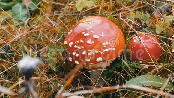十月采蘑菇秋天草地上的巨型蘑菇近景视频的预览图