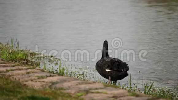 优雅的黑天鹅走进河流游去4k慢动作视频的预览图