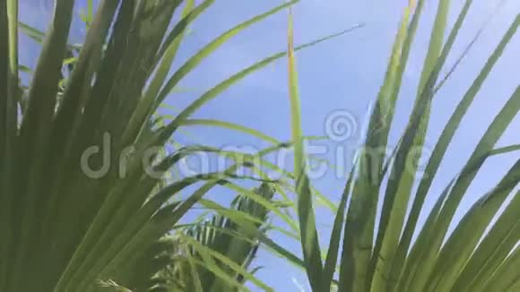 加利福尼亚棕榈树的叶子在风中随风摇摆映衬着蓝天阳光明媚的日子视频的预览图