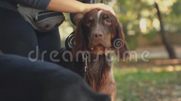 公园里的法国艾帕诺狗视频的预览图