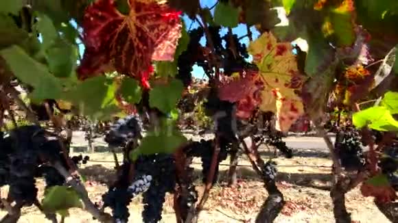 葡萄园里成熟的红葡萄视频的预览图