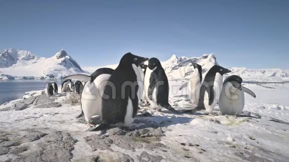 南极阿德利企鹅殖民地雪岩特写视频的预览图