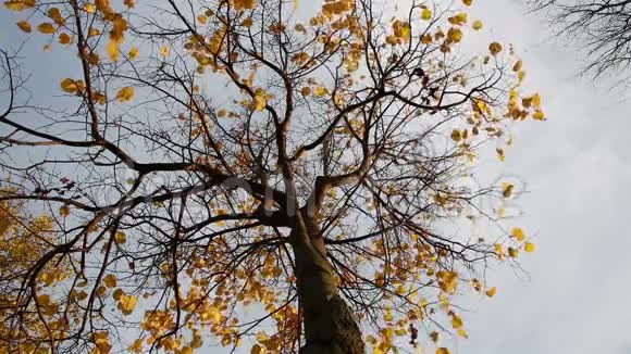 树迎风落叶视频的预览图