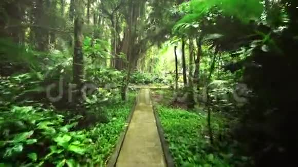 长满青苔的铺路板穿过雨林小路视频的预览图