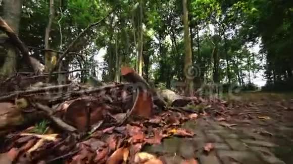长满青苔的铺路板穿过雨林小路视频的预览图