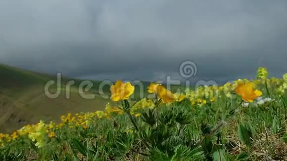 高山上的黄花在风中摇曳视频的预览图