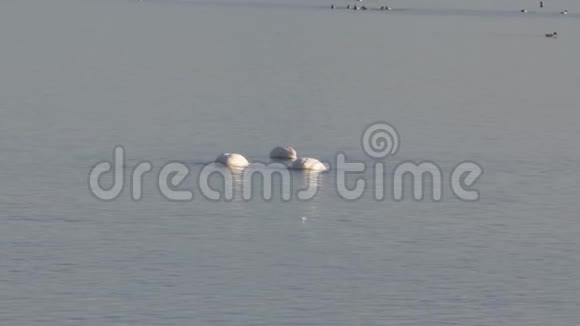 苔原天鹅在水上寻找食物视频的预览图