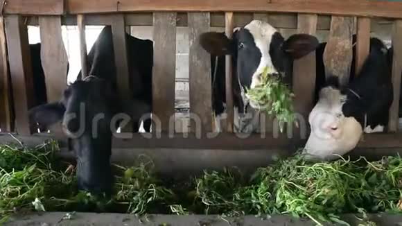 奶牛在农场里觅食视频的预览图
