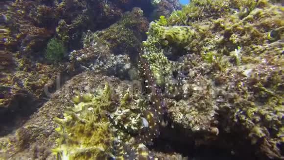 章鱼交配快乐的章鱼配对缤纷多彩的八色海洋生物视频的预览图