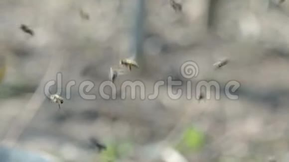 春天许多蜜蜂在蜂巢附近成群结队视频的预览图