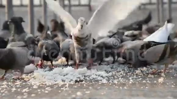 一群鸽子视频的预览图