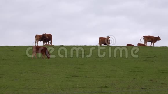 草地上山坡上的红牛视频的预览图