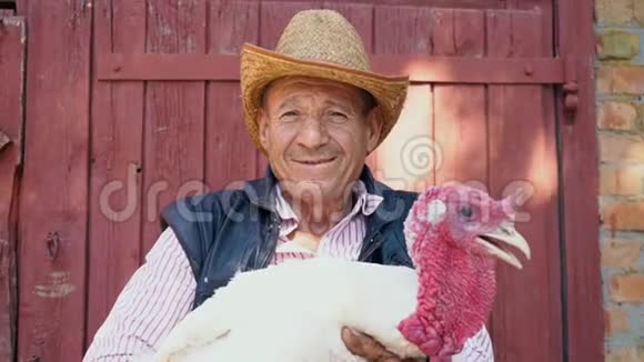 一个戴着草帽的老农夫正拿着一只活的白色火鸡背景上一个带白色火鸡的男人的肖像视频的预览图