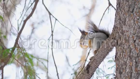 小可爱的松鼠坐在自然公园的松枝上视频的预览图