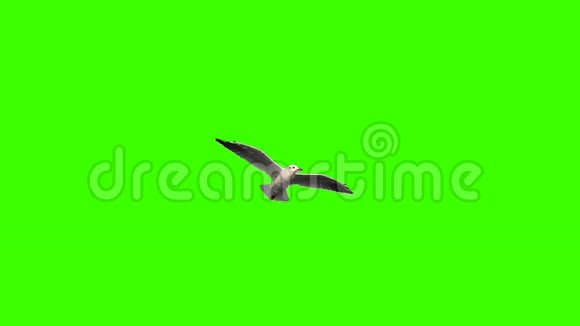 绿色屏幕上飞翔的海鸥视频的预览图