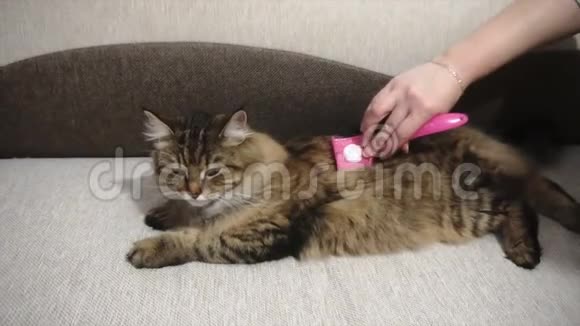 女人打瞌睡猫皮毛灰猫躺在毯子上视频的预览图