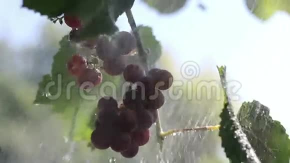 雨中的一束葡萄视频的预览图