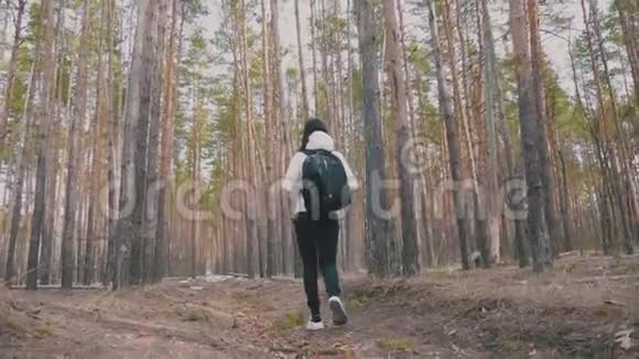 徒步旅行者女孩背着背包走在松林后景在野生动物自然中积极的生活方式和冒险视频的预览图